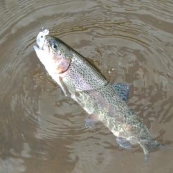 トップに好反応！ ～平谷湖フィッシングスポット～